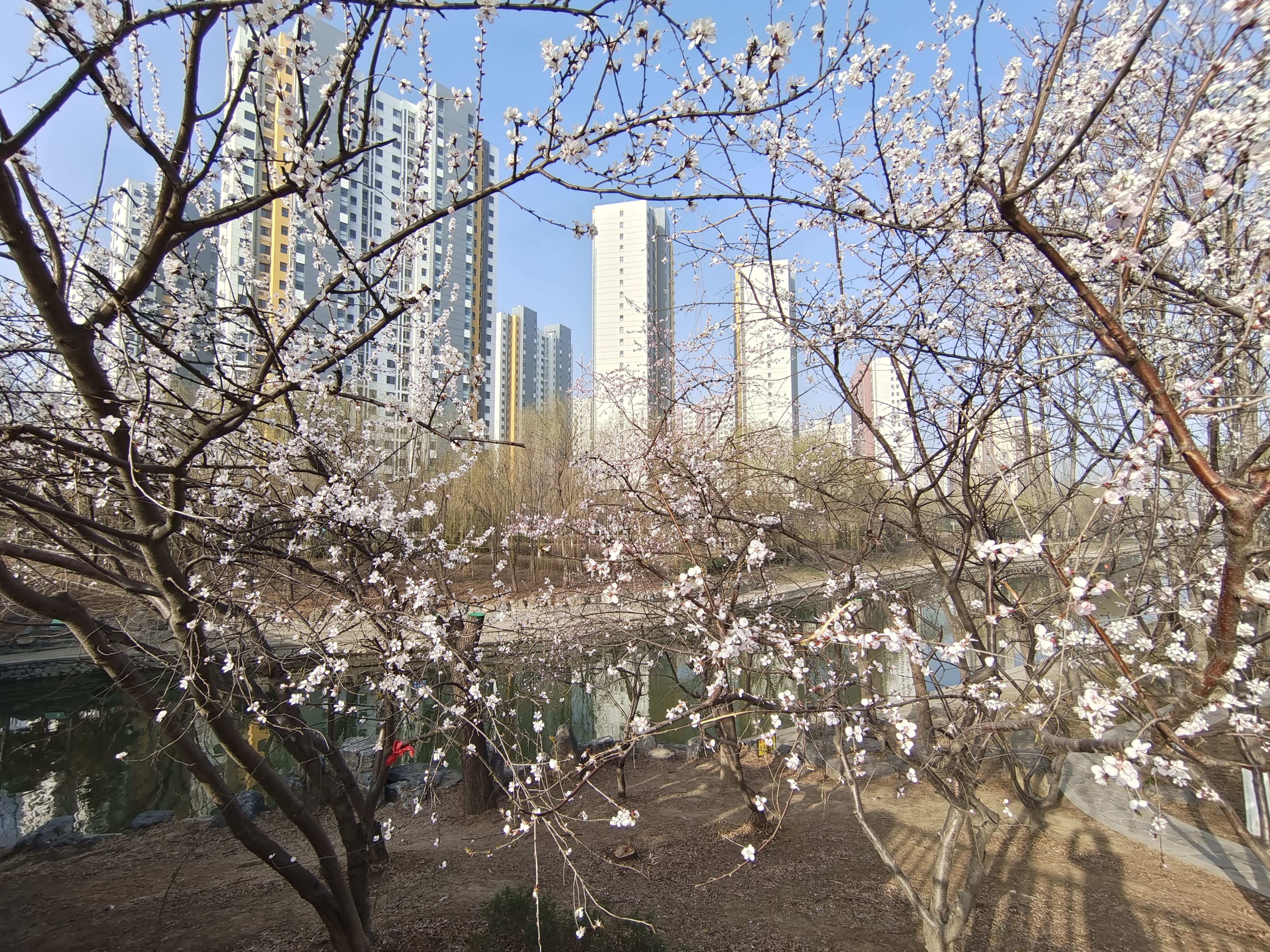 2022年3月14保定市府河公园