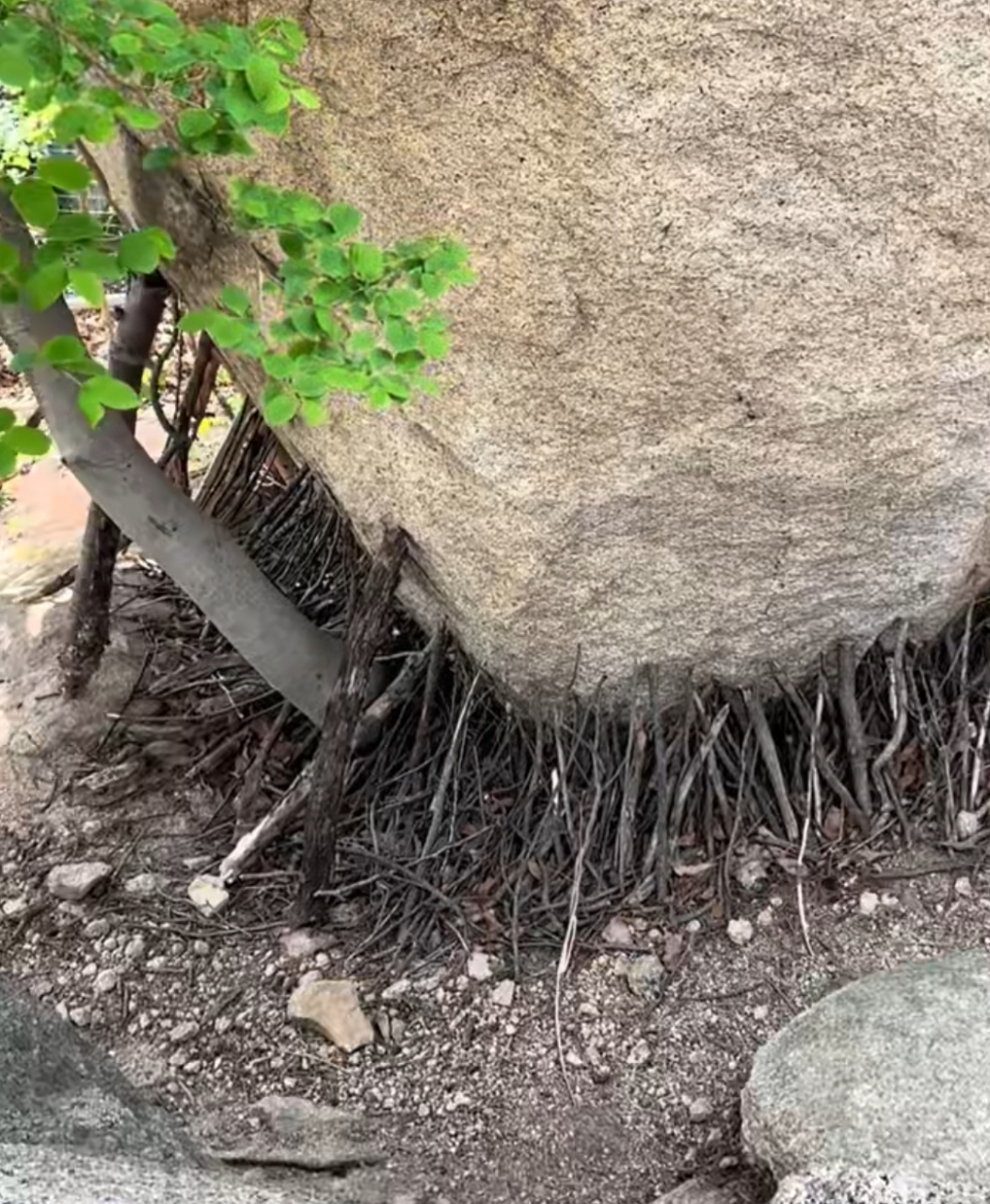 崂山上面的大石头,下面竖着很多小木棍,有什么寓意吗?