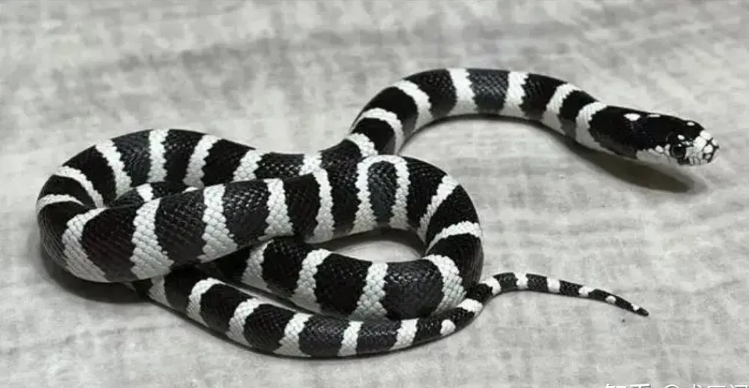 今天看了奇葩新闻  女子通过电商平台网购了2条银环蛇,结果在饲养过程