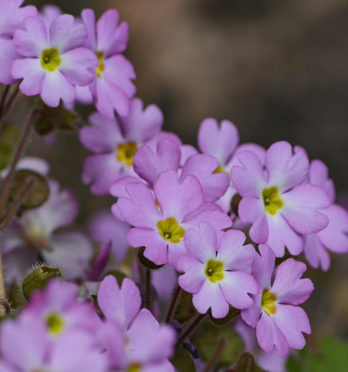 藏报春 primula sinensis 报春花科 报春花属 67.