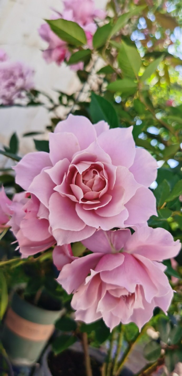 藕荷色搭配美人尖,棱角分明,温柔内敛,区别于其他蓝紫色的丰润,清冷