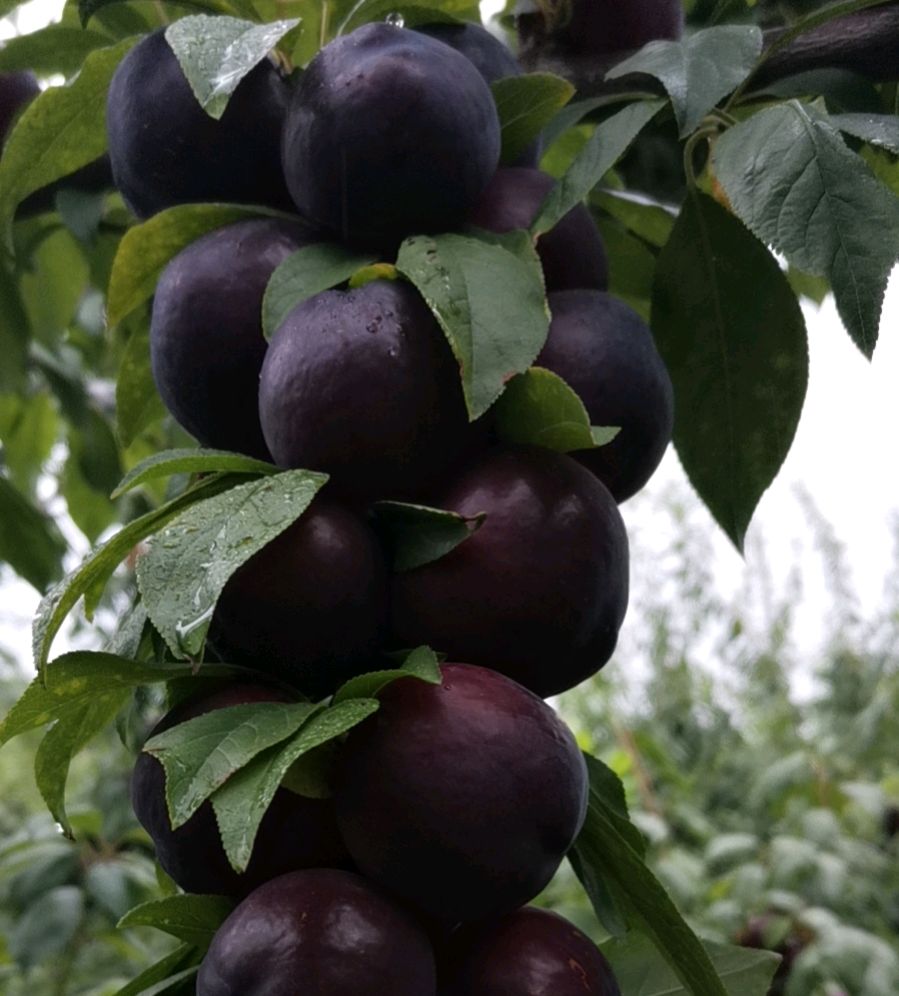 好漂亮的红宝石李子