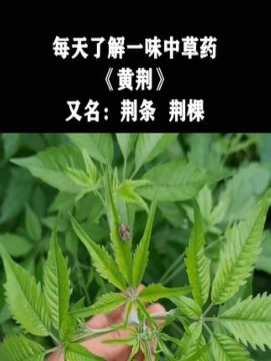 黄荆条下出好人,农村常见的黄荆树,你家乡叫它什么名字?
