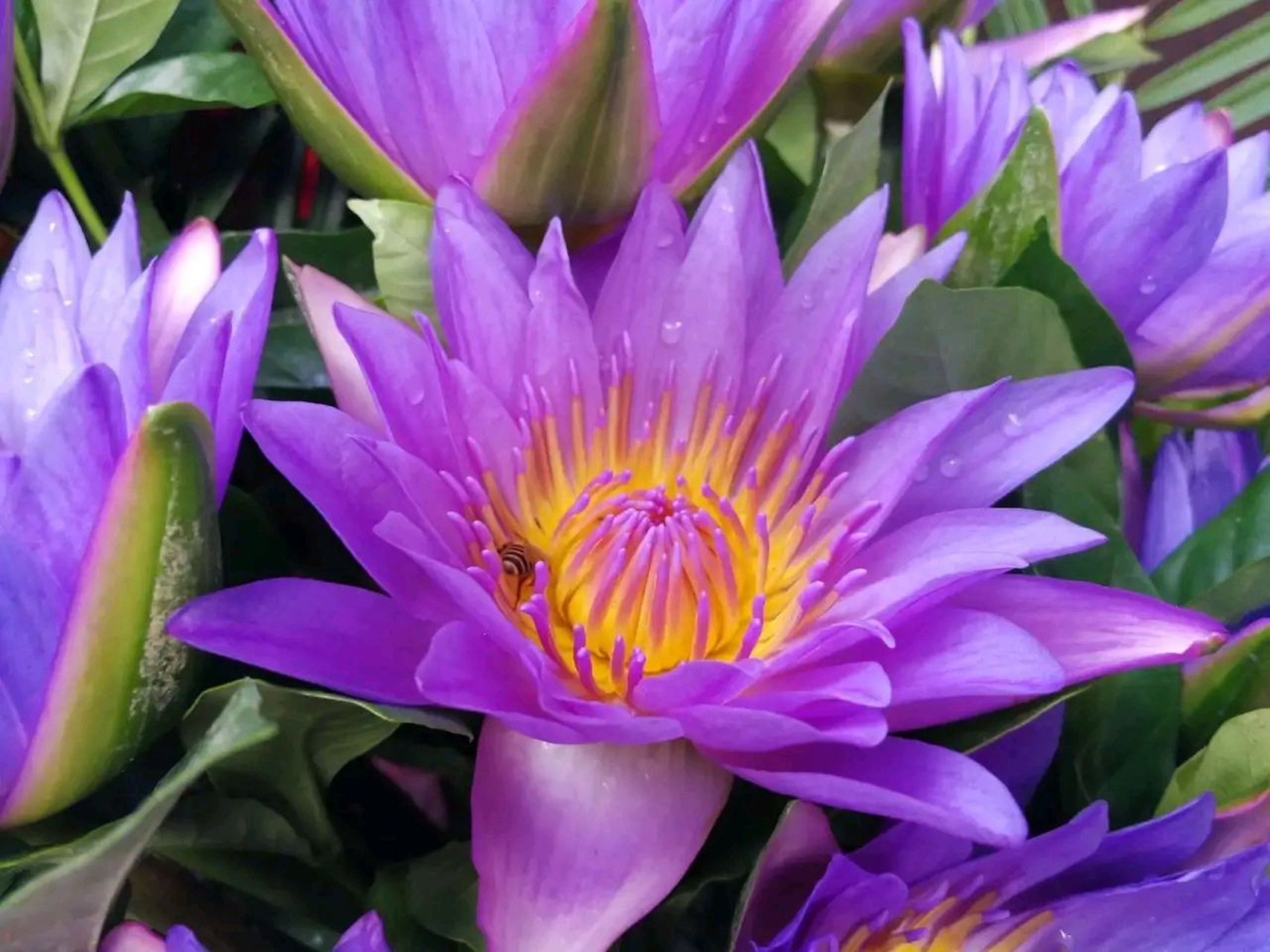 原创# 梦幻,好运,纯洁……紫色妖姬,美出天际!