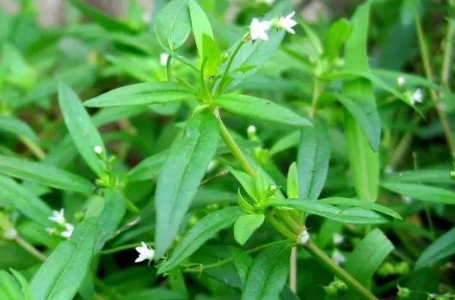 百花蛇舌草什么样子