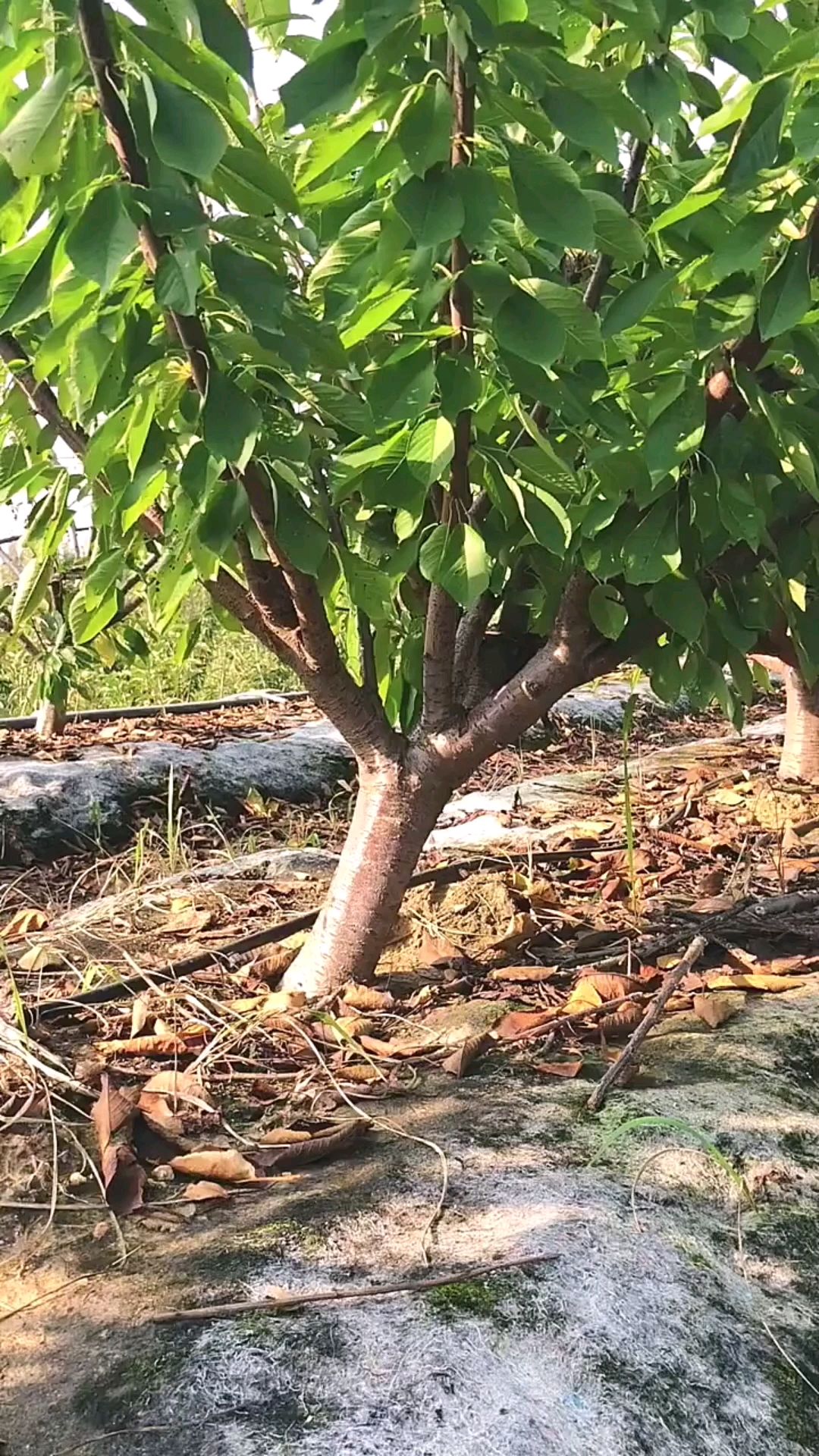 懒汉树形,大樱桃苗的kgb树形,不错的选择