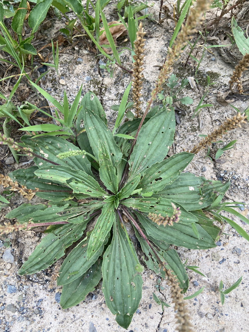 周南.芣苢》  采采 芣苢,薄言采之.采采芣苢,薄言有之.