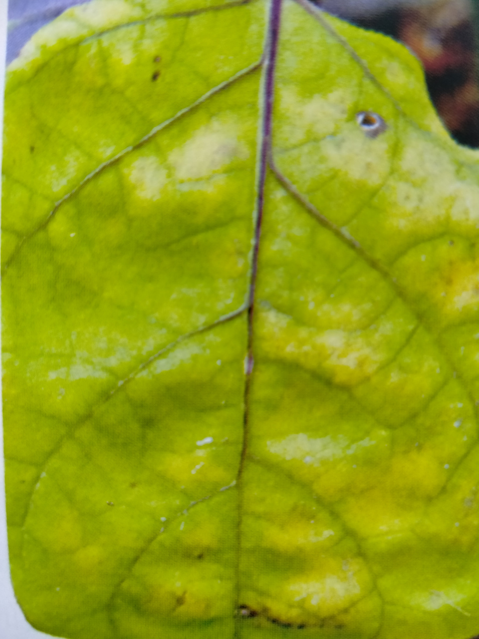 一起来看看  (一)症状  茄子缺氮,叶色变淡,老叶黄化,重时干枯脱落