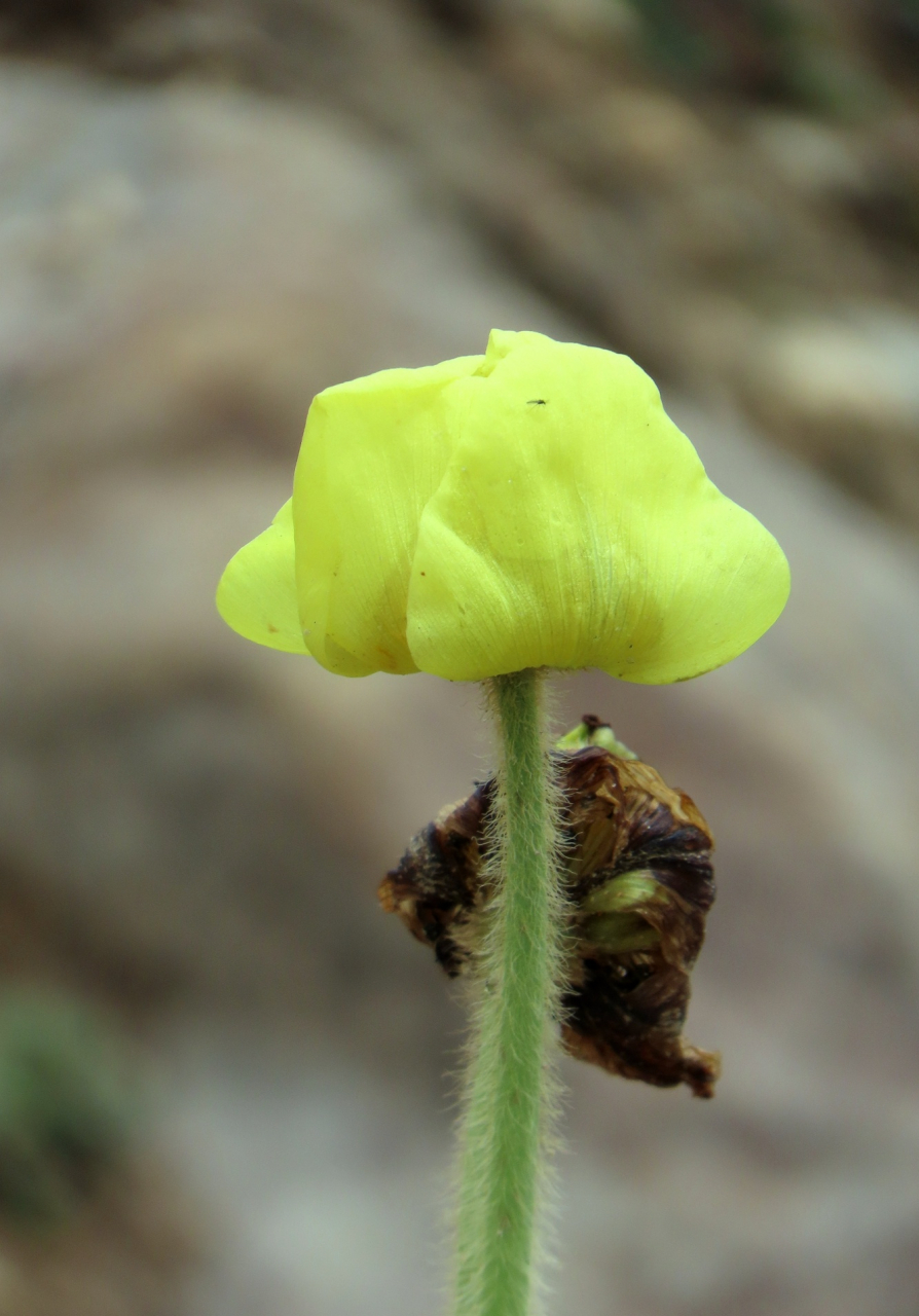 3  全缘叶绿绒蒿  全缘叶绿绒蒿,大约是我去川西之前,唯一能记住的