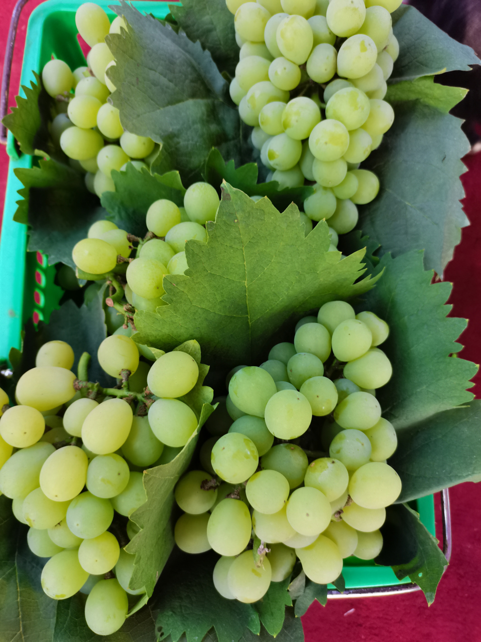 合肥有个大圩镇,大圩镇有个圩美葡萄园,范围很大很大,除了种葡萄,还有