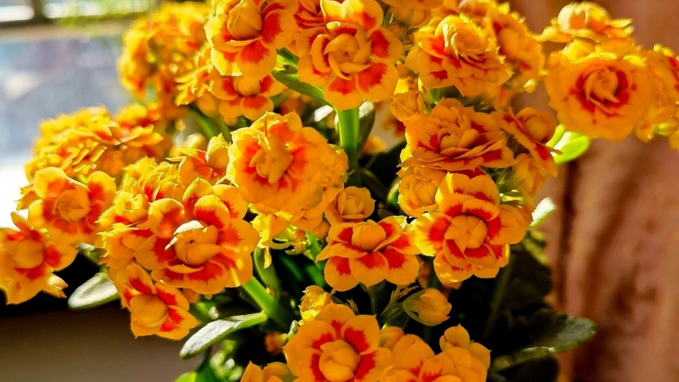 好看又好养的长寿花就是它洛桑女神,也叫金丝雀.