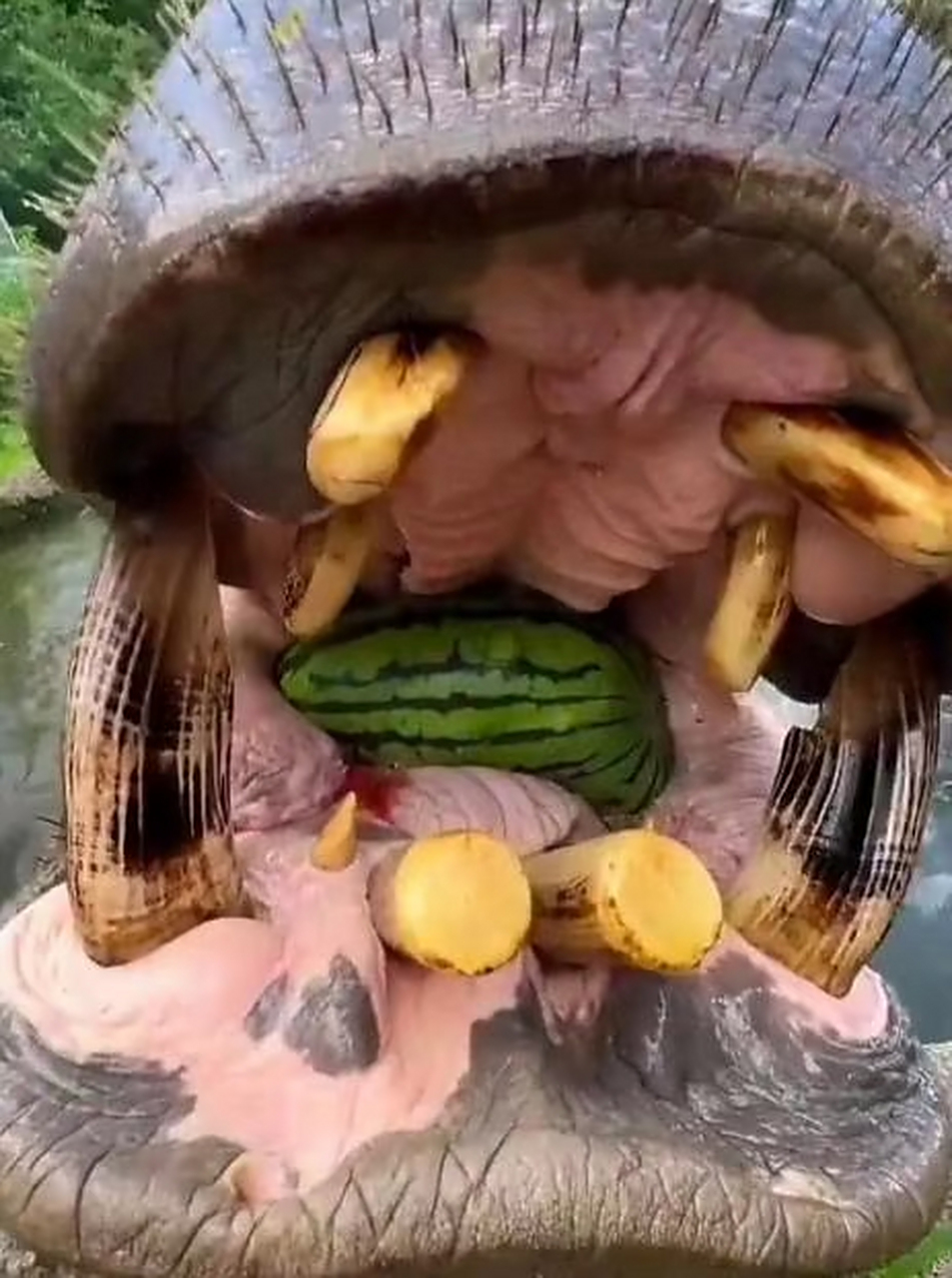 一直有个疑惑,河马的牙齿到底是怎么长得