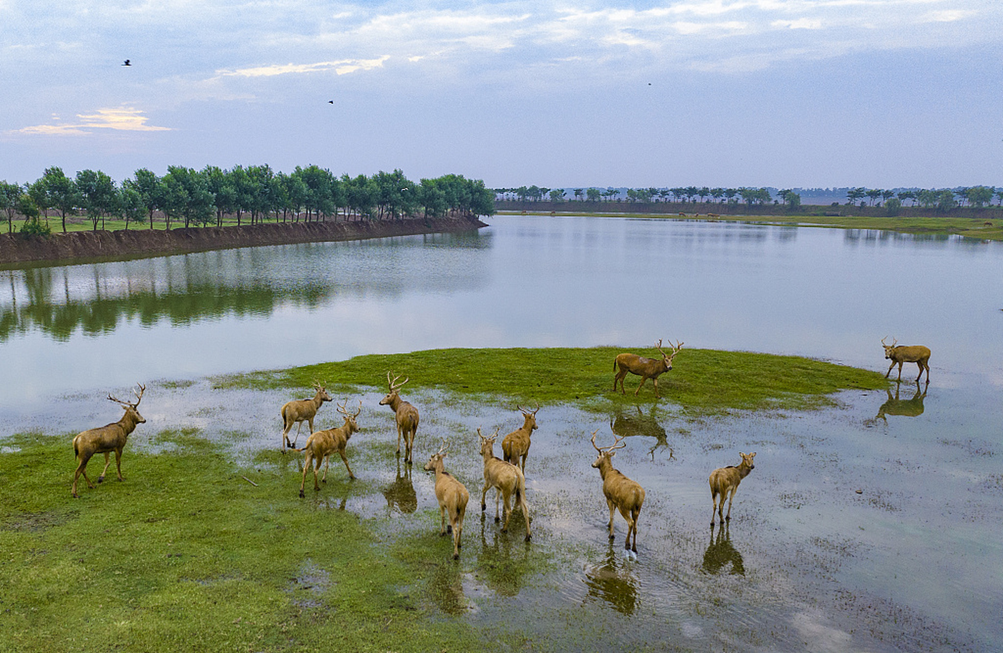 近日,在江苏盐城大丰区黄海湿地,成群的麋鹿在这里欢快地奔跑,嬉戏