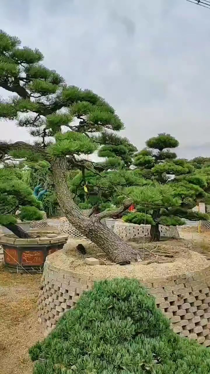 斜飘大型黑松地栽点缀你的庭院