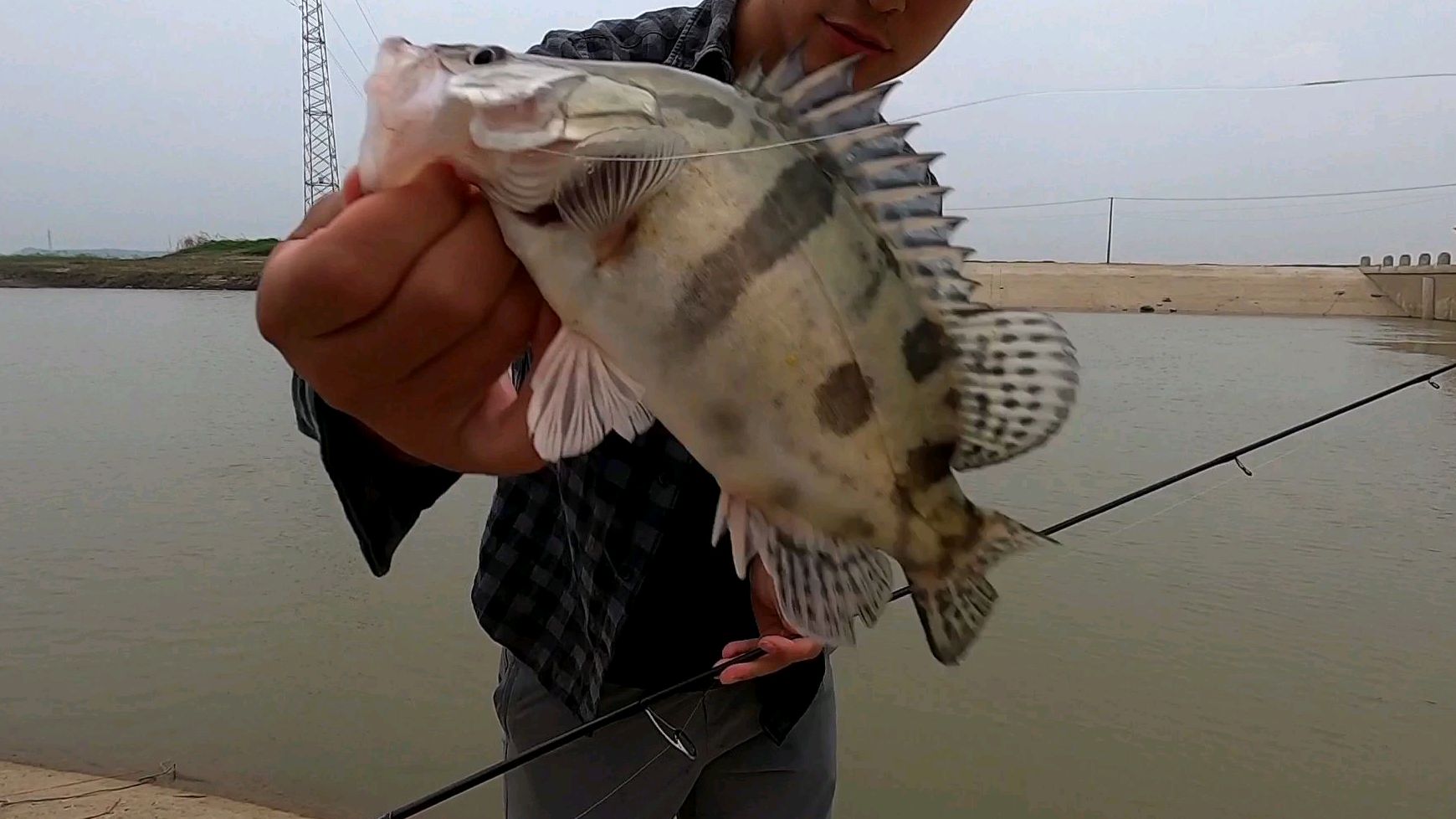 路亚鳜鱼翘嘴,软饵颜色的选择,实战经验分享