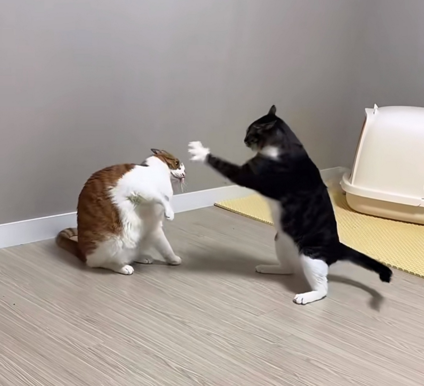 正在打架的两只猫咪,瞧它俩这架势,哪像打架分明是在斗舞