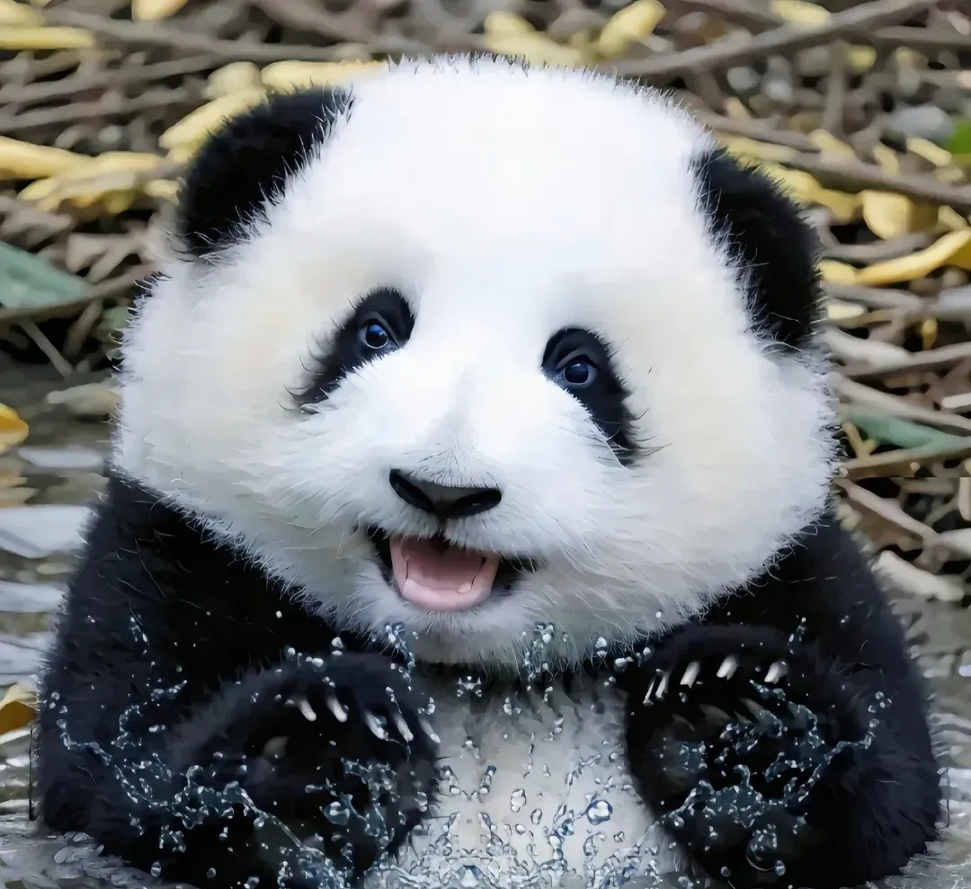 果赖是最好看的猫猫!  花花是全网最认真又最不走心的吃播!