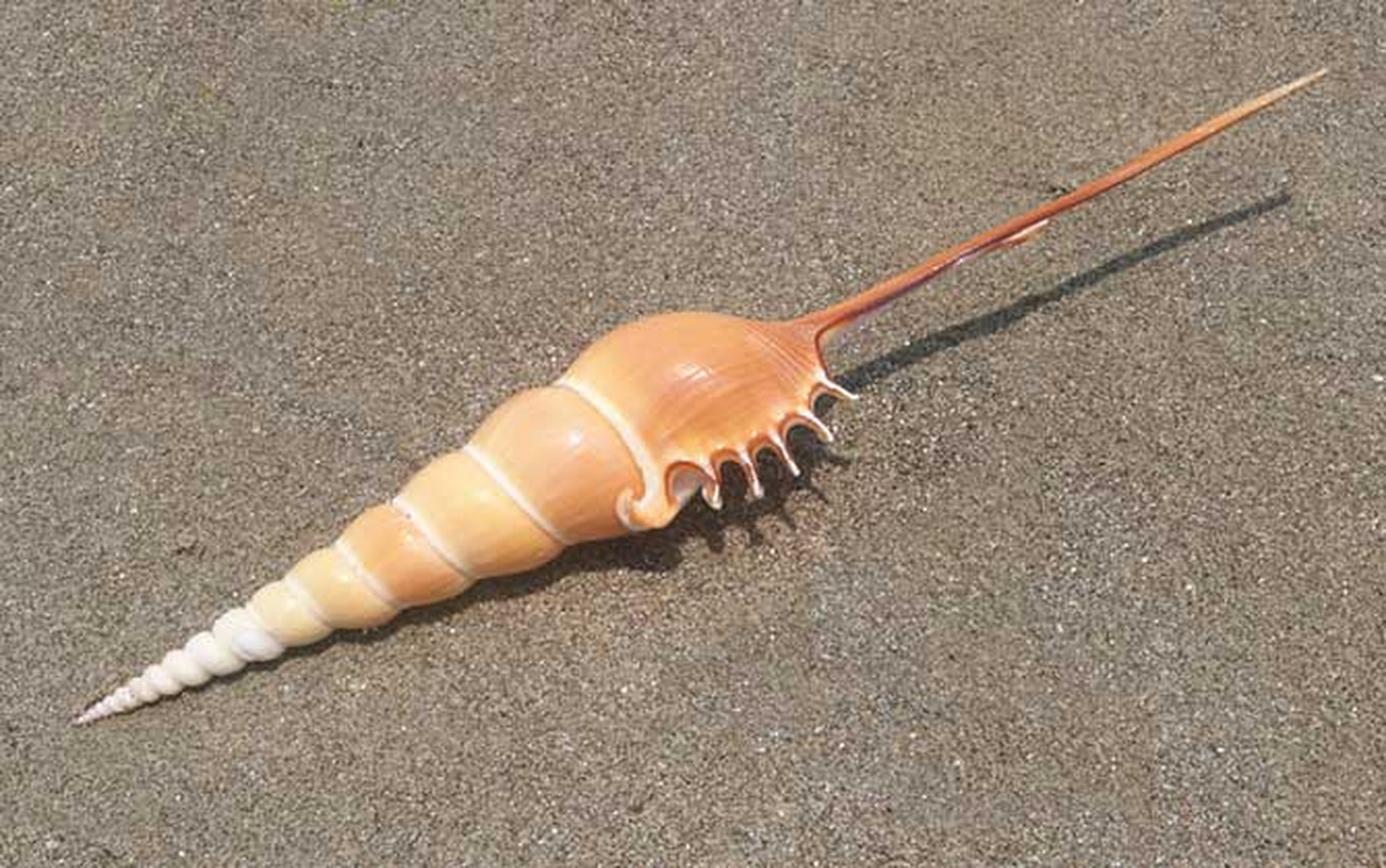 每天认识一种动物——长鼻螺 长鼻螺分布于我国南海至西印度洋,成螺长