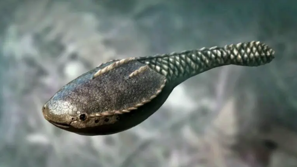 在鱼类的进化过程中,奥陶纪时期所出现的几种重要的无颌类生物