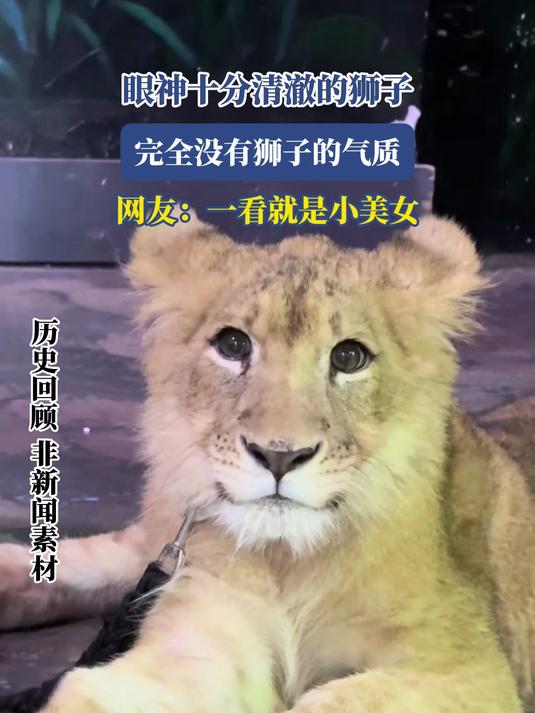 眼神十分清澈的狮子,完全没有狮子的气质,网友:一看就是小美女