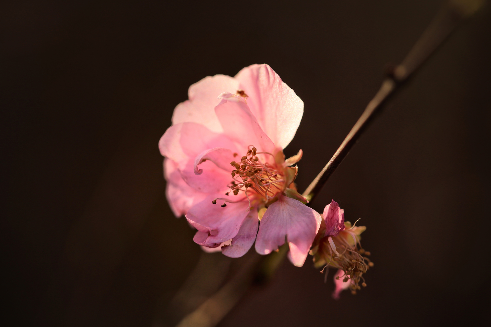 逆光下的花卉照片.(全哥摄影作品欣赏)
