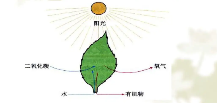 植物无氧呼吸图片