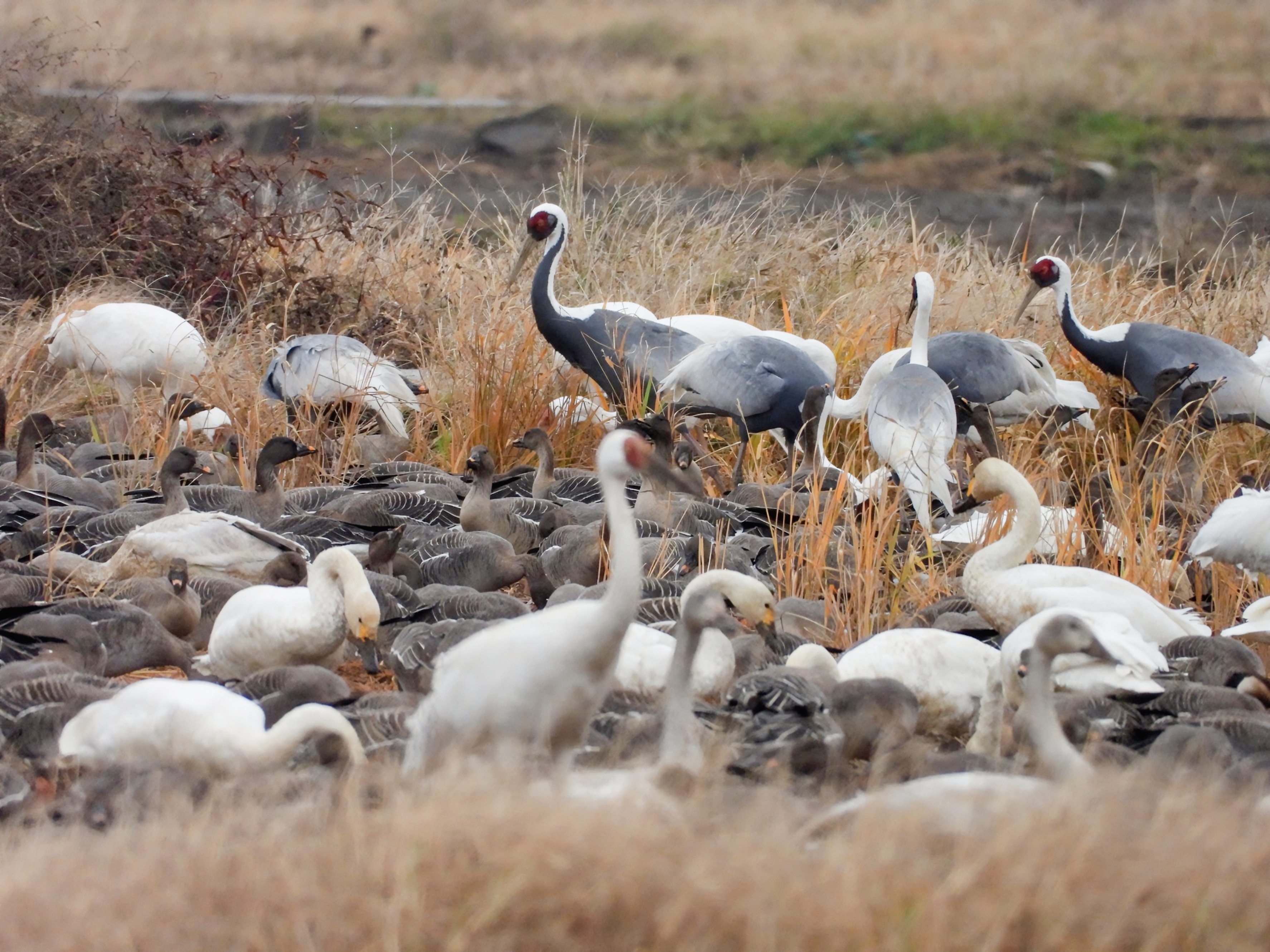 鄱阳湖,中国第一大淡水湖,位于江西省北部,上承赣,抚,信,饶,修五河之