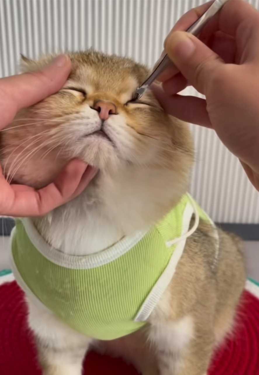 猫猫带上假睫毛,怎么感觉有点妖里妖气的呢?#趣图搞笑# #哈基咪