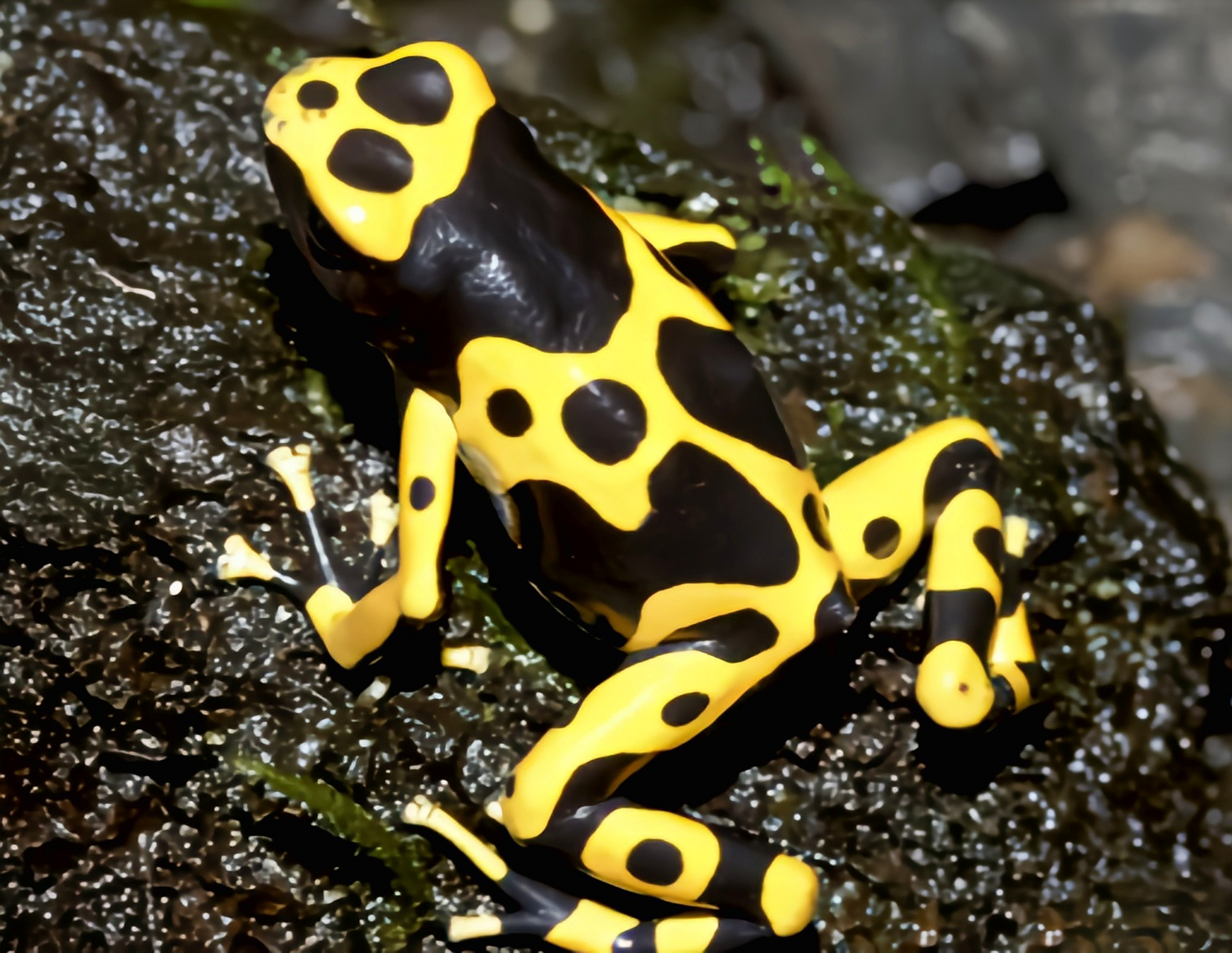 每天认识一种动物——黄带箭毒蛙 黄带箭毒蛙原产于南美洲委内瑞拉