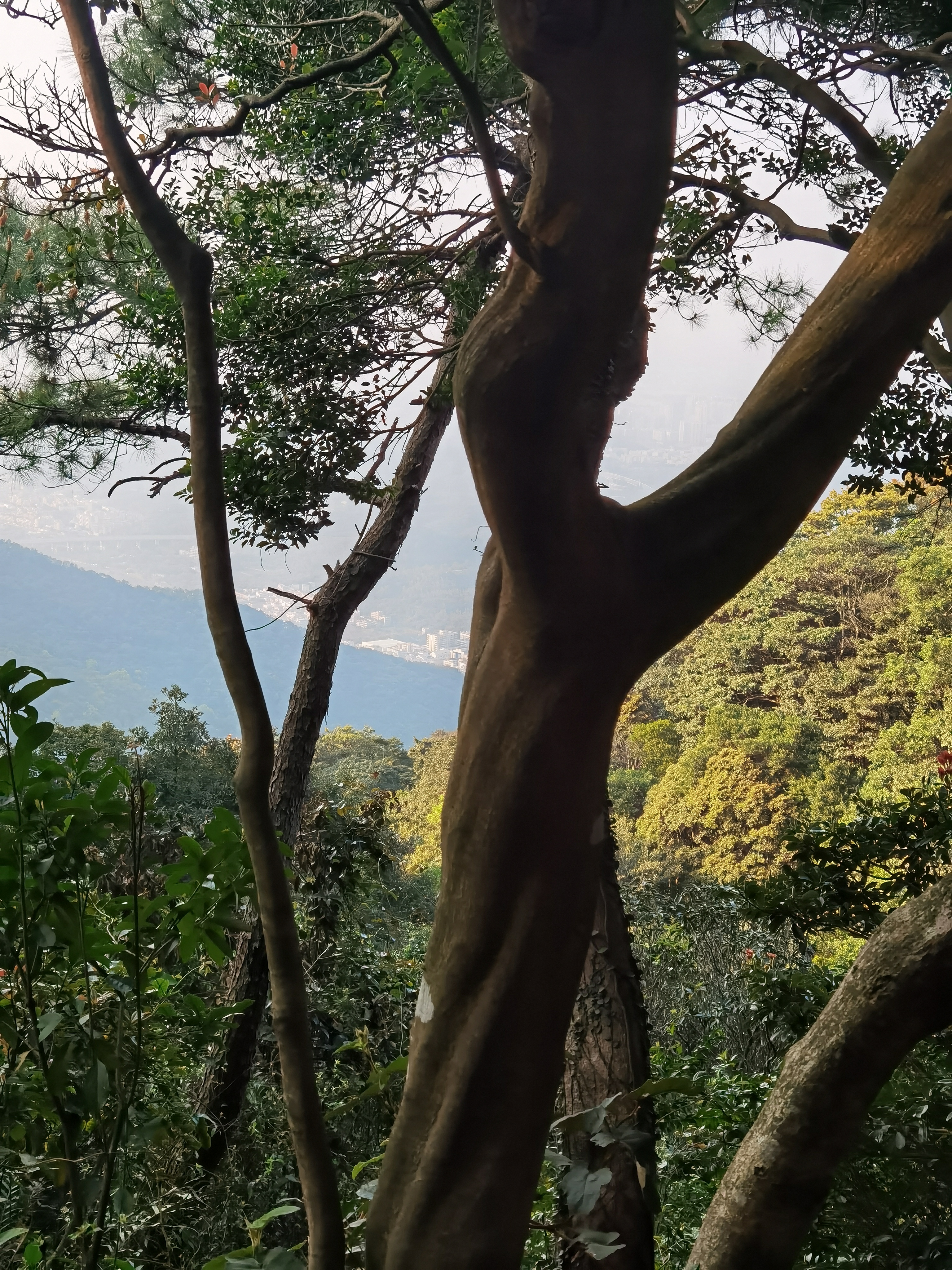 深圳最高的山图片