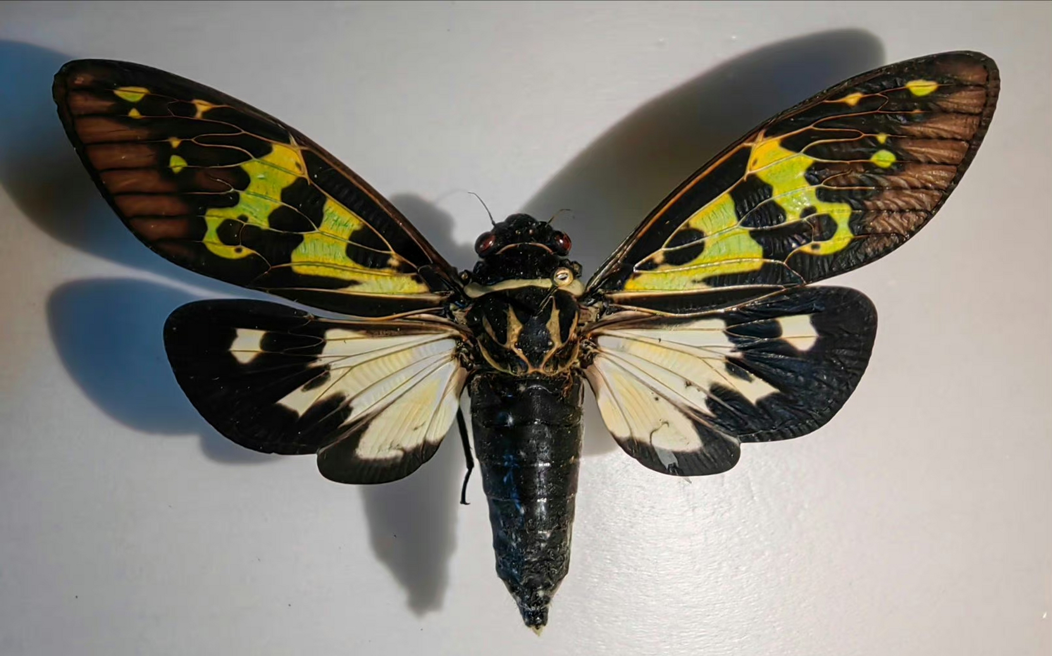 赤橙黄绿青蓝紫,彩蝉的色斑型令人眼花缭乱,人生就像一场马拉松,关键