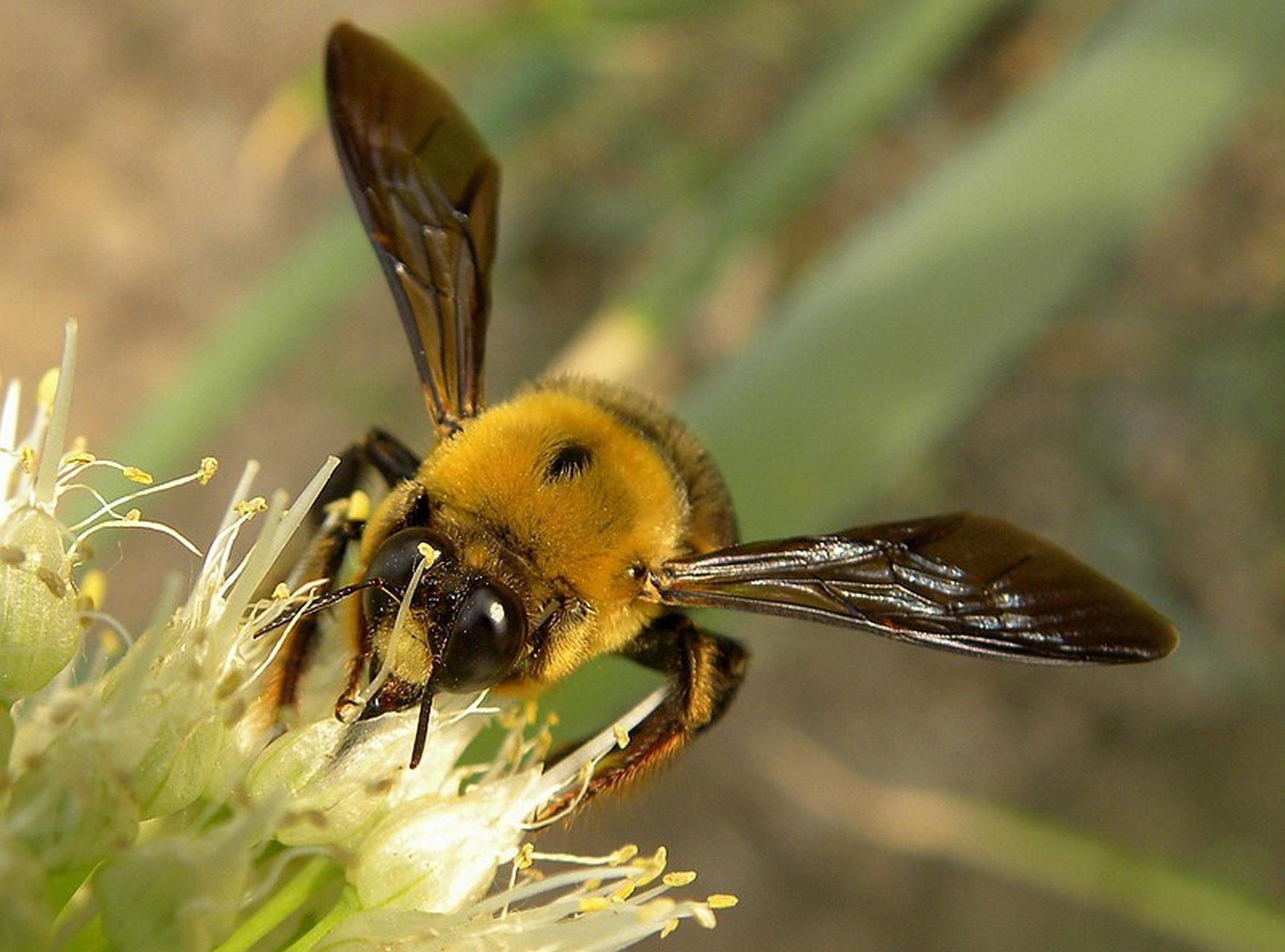 每天认识一种昆虫——熊蜂 熊蜂是膜翅目,蜜蜂科,熊蜂属昆虫,广泛分布