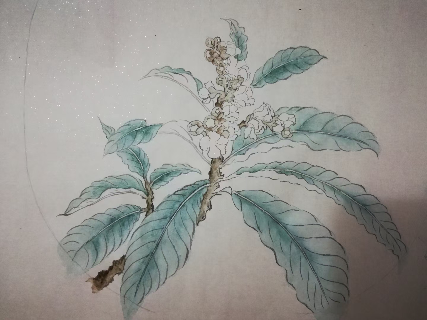 原创画:冬天开放的枇杷花