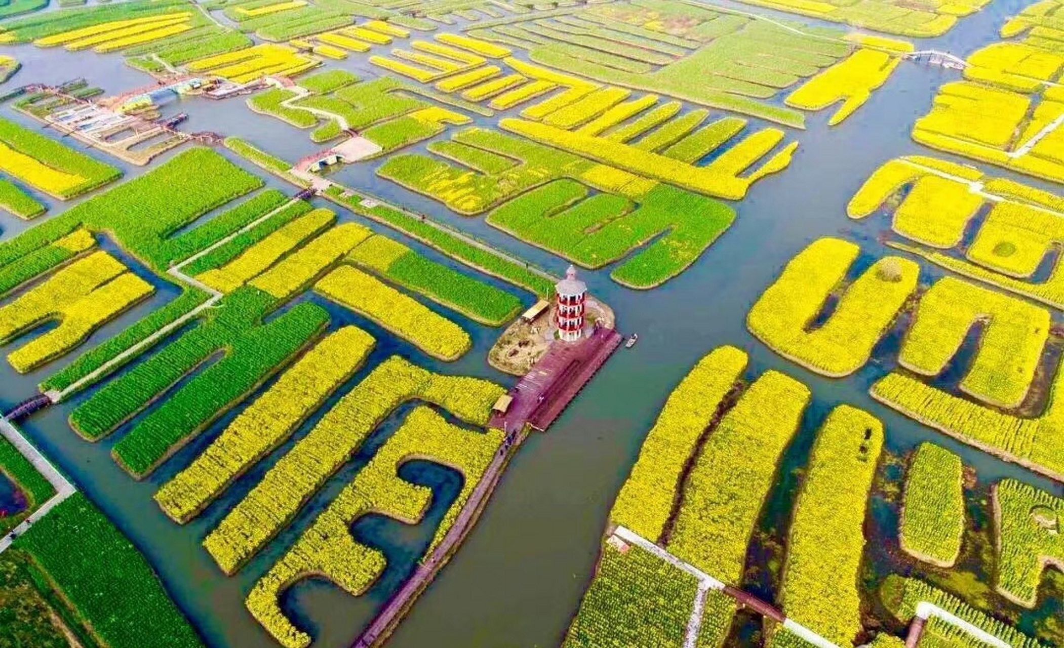 江苏兴化千垛油菜花盛开啦! 67