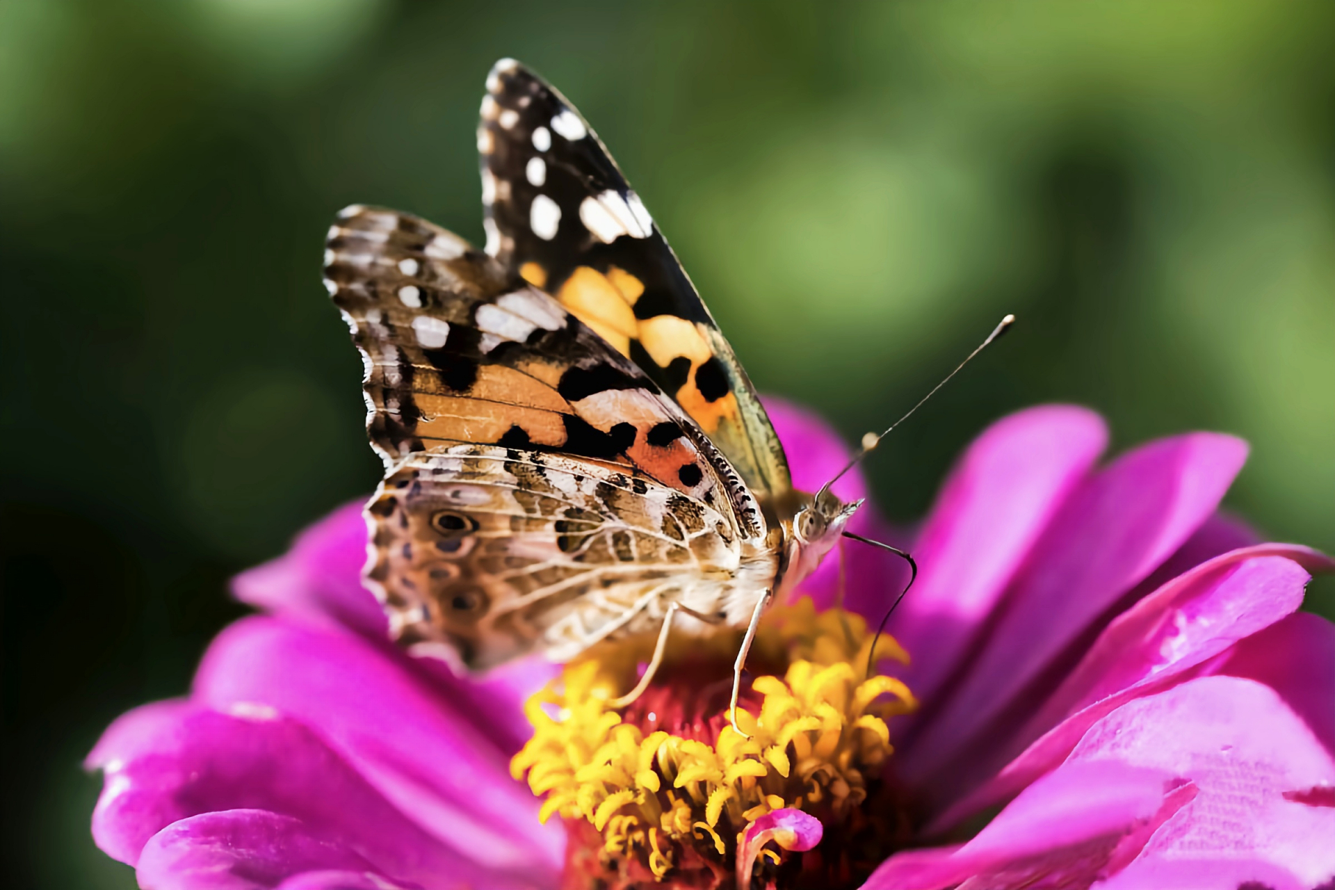 每天认识一种昆虫——赤蛱蝶 成体长2.