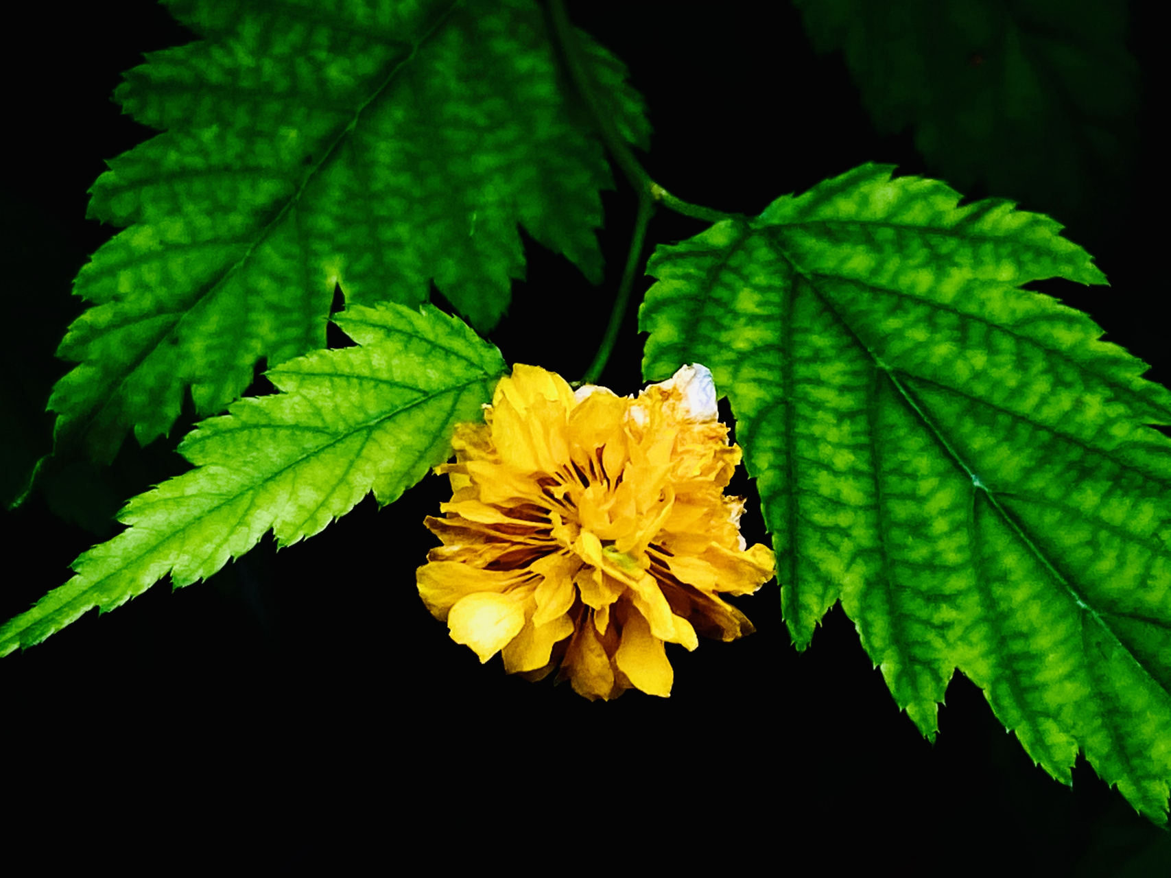 棣棠花  公园有几处石头旁,生长着一丛一丛的灌木棣棠花,此时正是花开