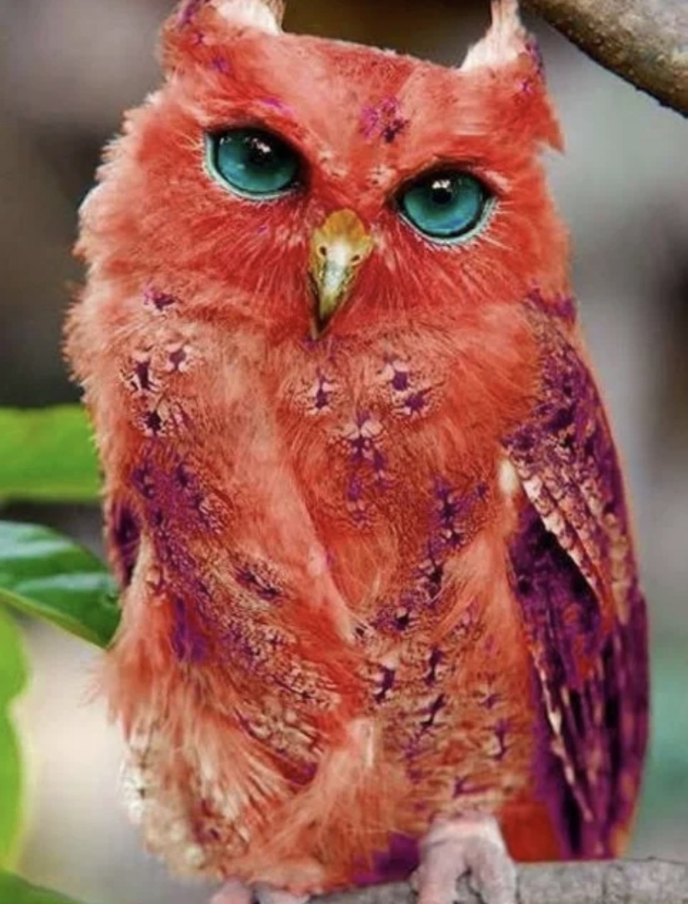 色彩如此艳丽的猫头鹰你见过吗?#萌宠# #搞笑萌宠# #动物