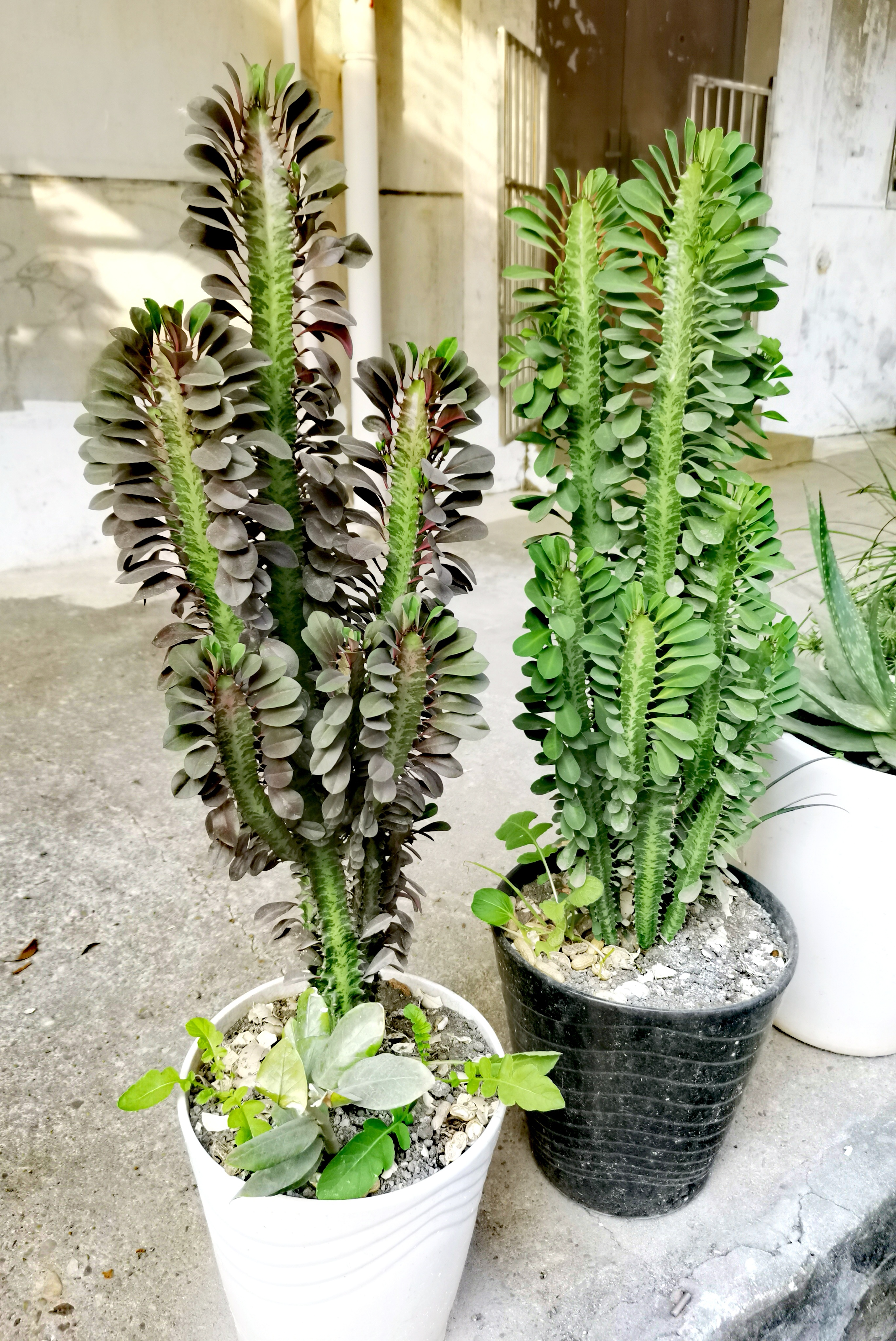 霸王鞭植物风水图片