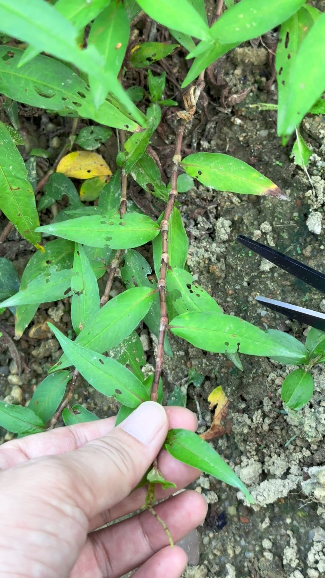 香蓼草也叫香柳,很多人把它当成辣蓼草
