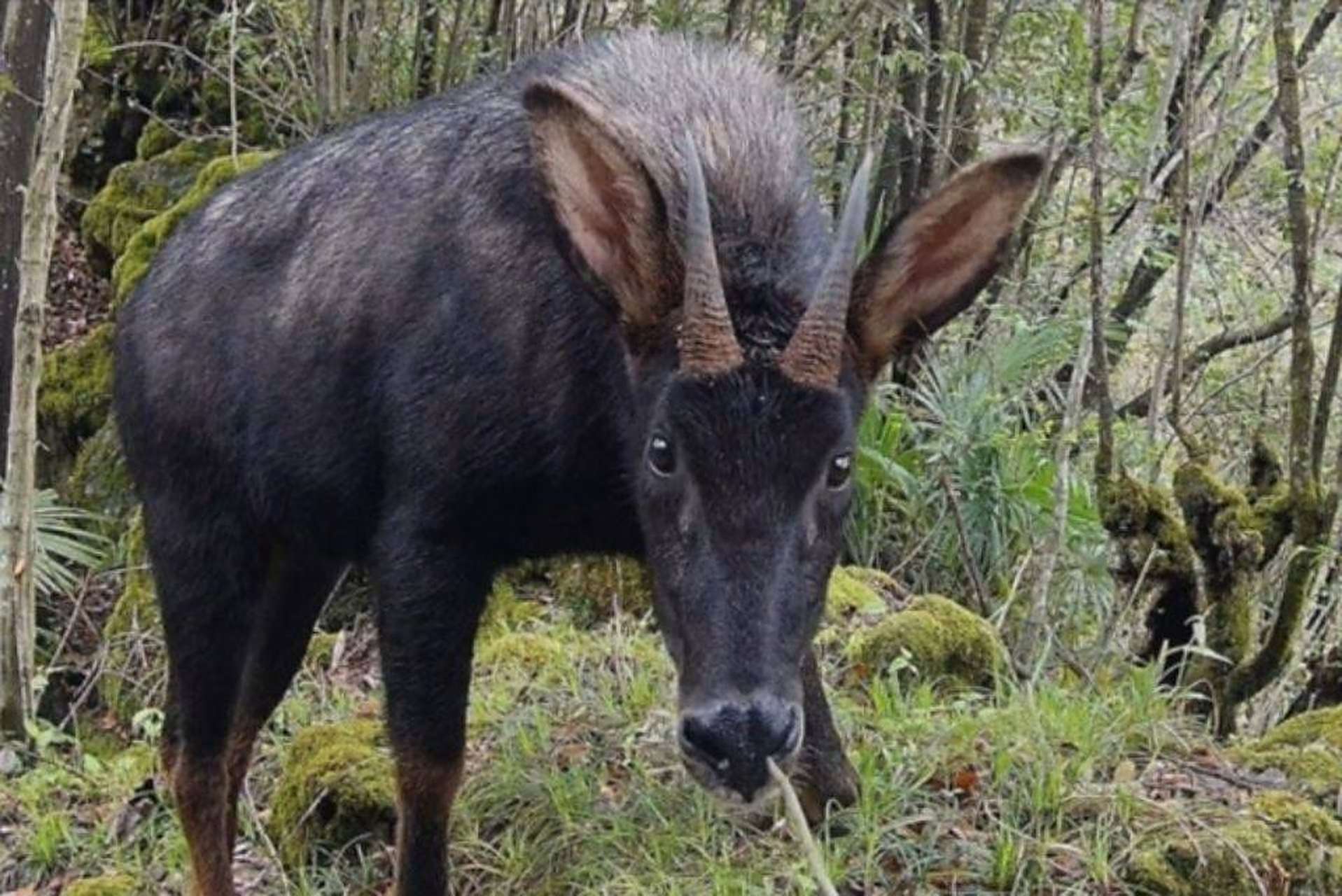 酷似麒麟的瑞兽中华鬣羚长啥样?别名:四不像,苏门羚.主要活动于海拔10