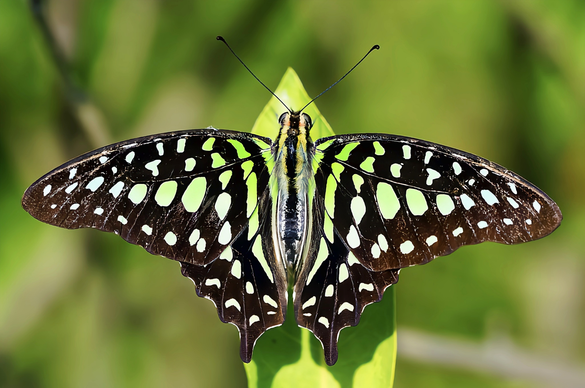 每天认识一种昆虫——统帅青凤蝶 统帅青凤蝶又名翠斑青凤蝶,黄蓝樟