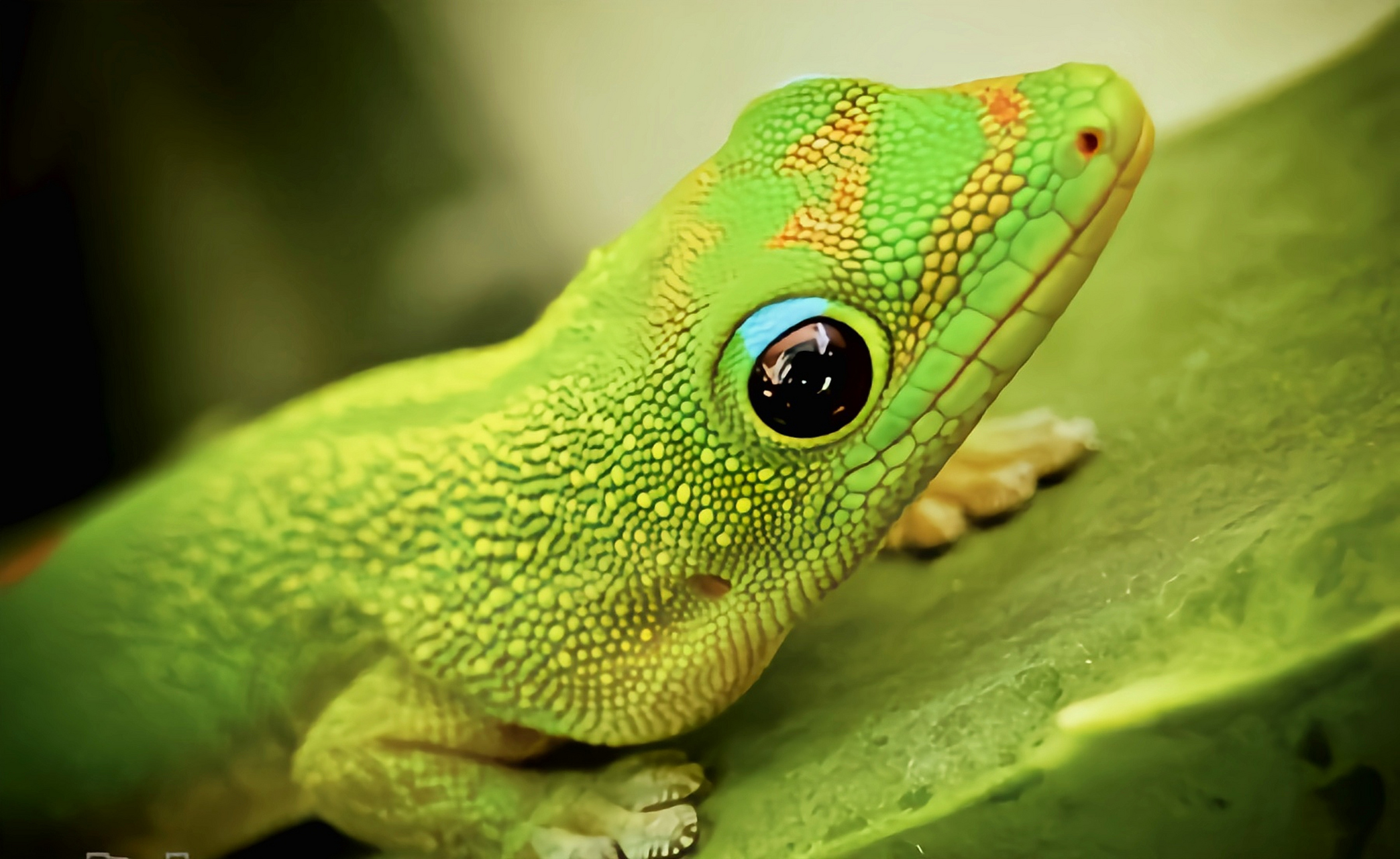 每天认识一种动物——金粉日行守宫 金粉日行守宫别名尾疹残趾虎,原产