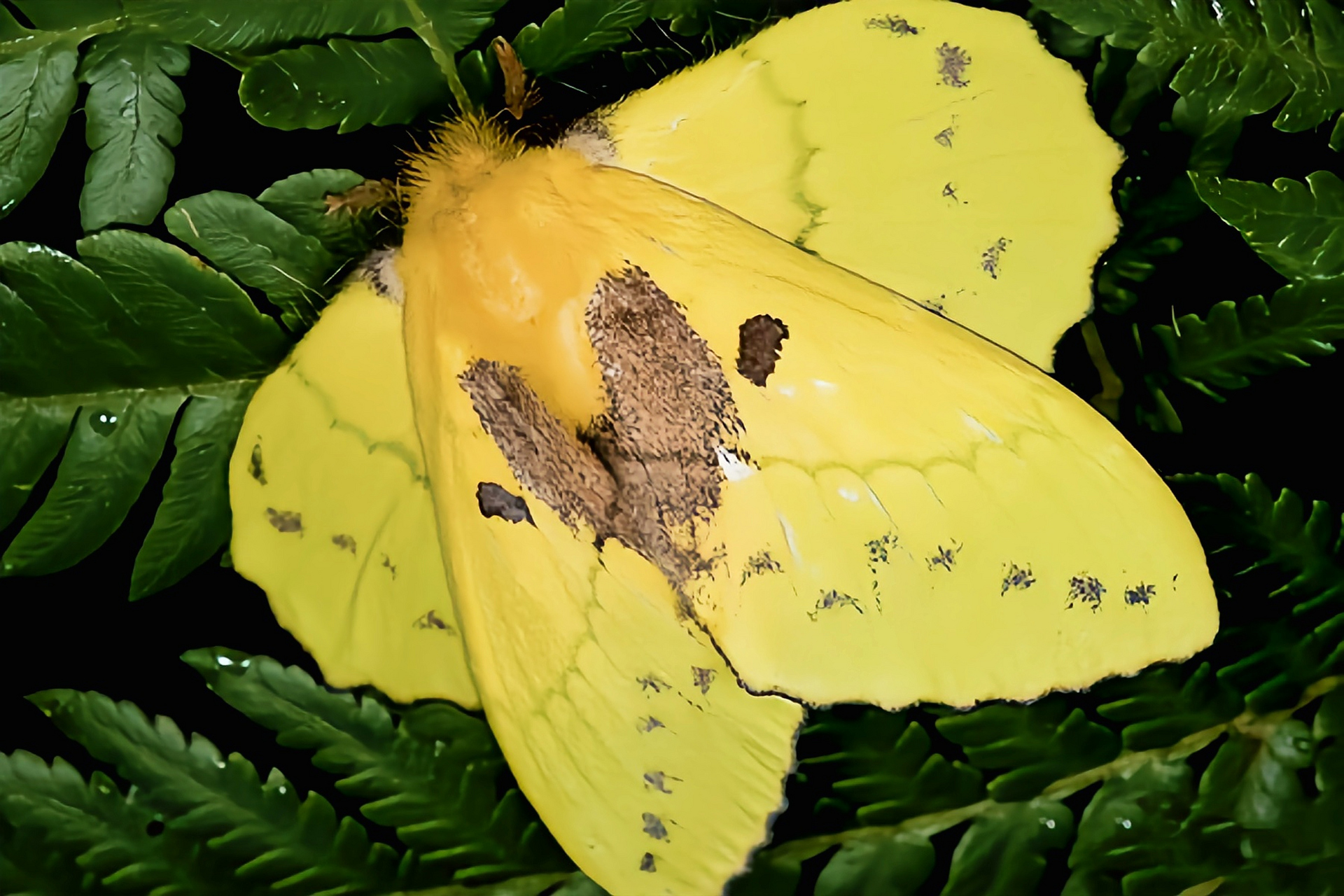 每天认识一种昆虫——栎黄枯叶蛾 栎黄枯叶蛾别名青黄枯叶蛾,黄绿