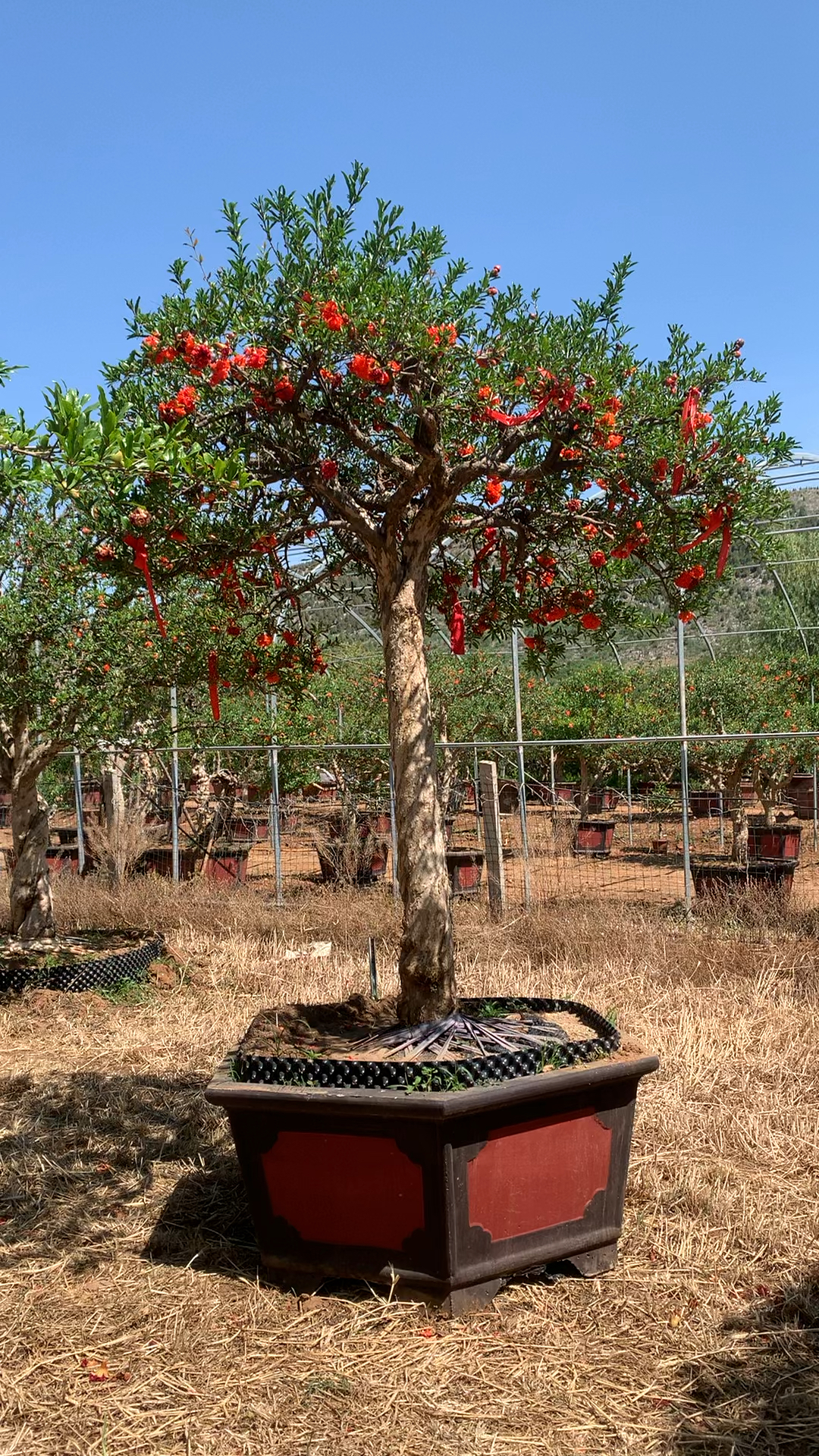 小高杆牡丹花石榴树型花开的也非常漂亮象征着花开富贵吉祥如意
