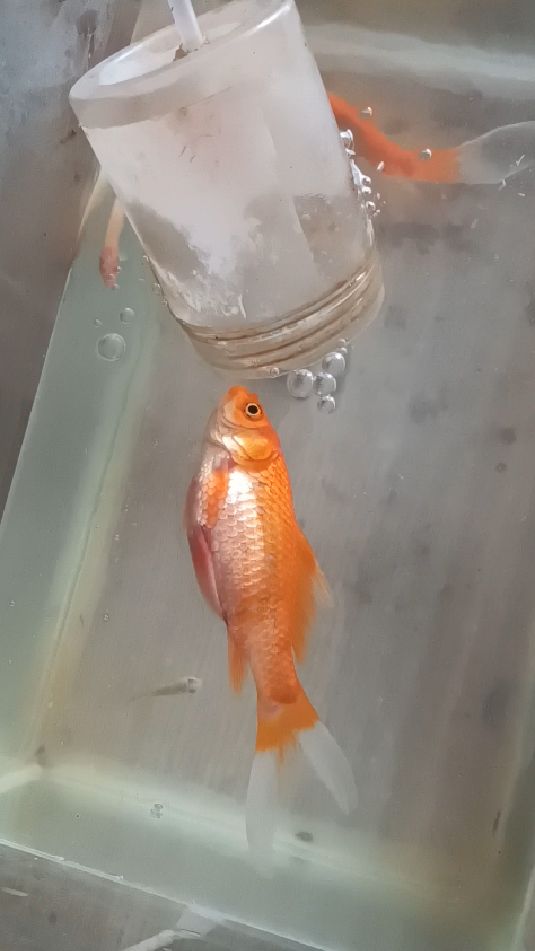 养了一年金鱼没死被我儿子一把龟食撑死了扔的龟食太多了可惜