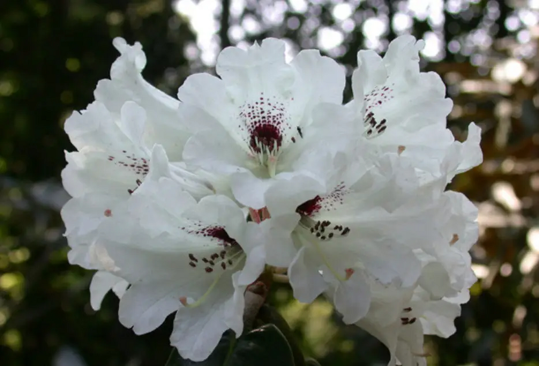 赏花 — 大王杜鹃