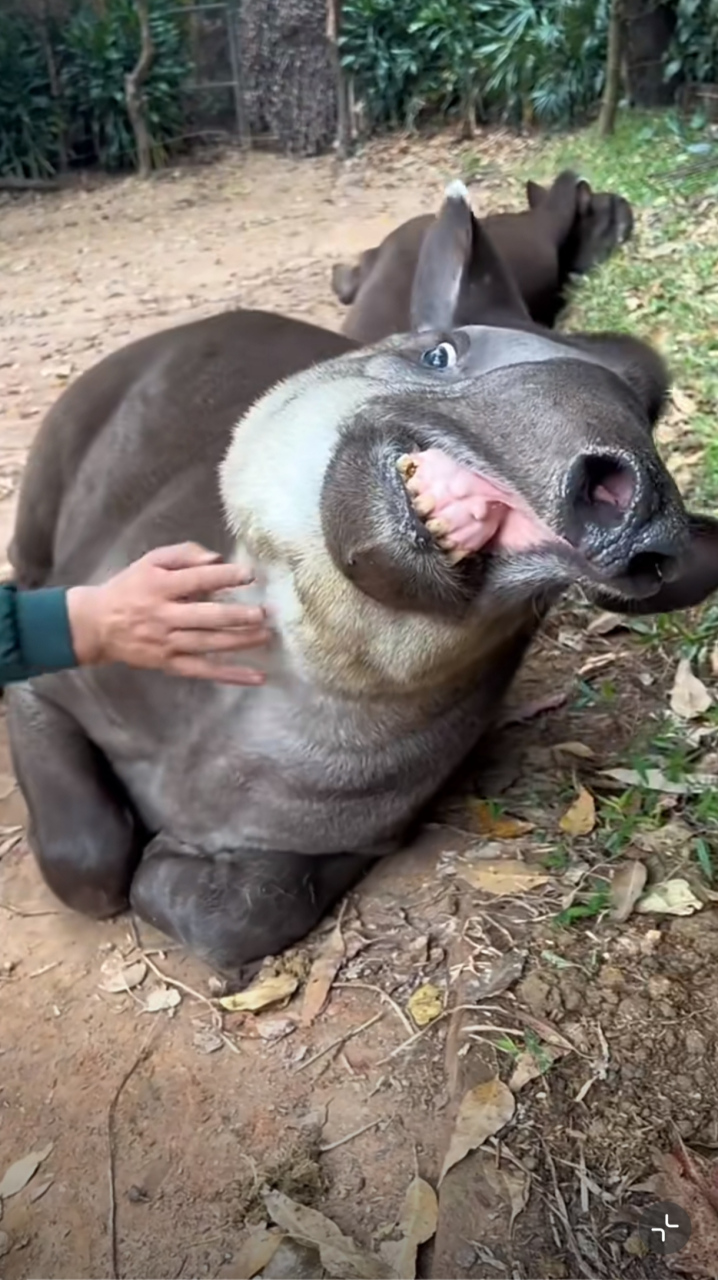 在饲养员摸摸下,舒服的巴西貘画风逐渐跑偏[偷笑]