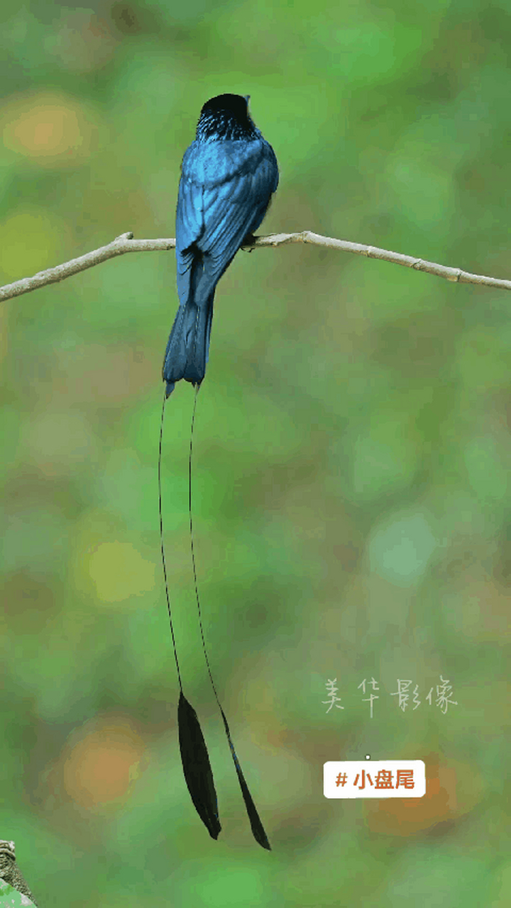 北方长尾巴鸟图片