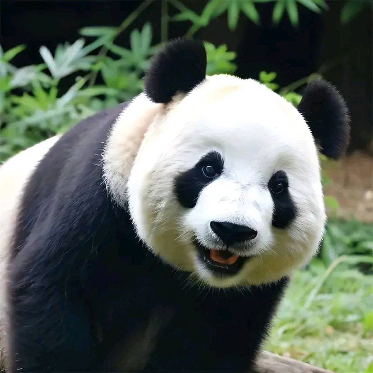 头像# #熊猫#   飞云头像