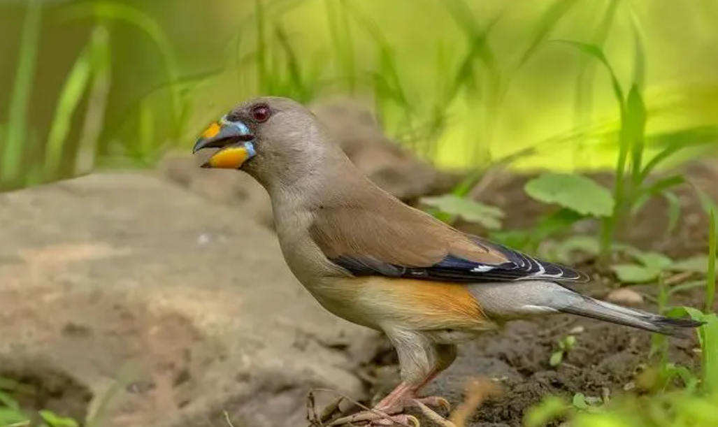 蜡嘴雀是几级保护动物